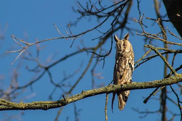 北京冬奥会吉祥物冰墩墩的设计由来及奥运吉祥物盘点
